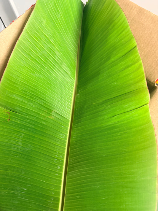 Fresh Banana leaves (Green)