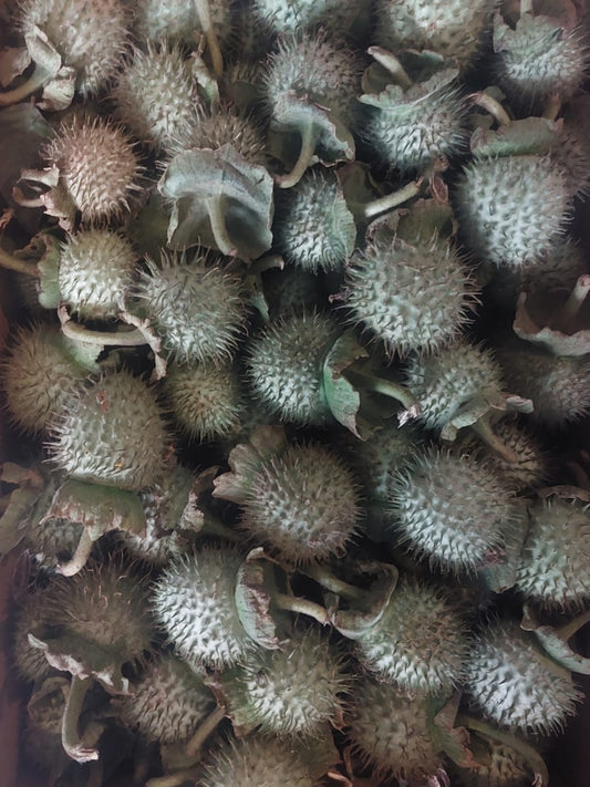 Datura fruit 2 Pieces