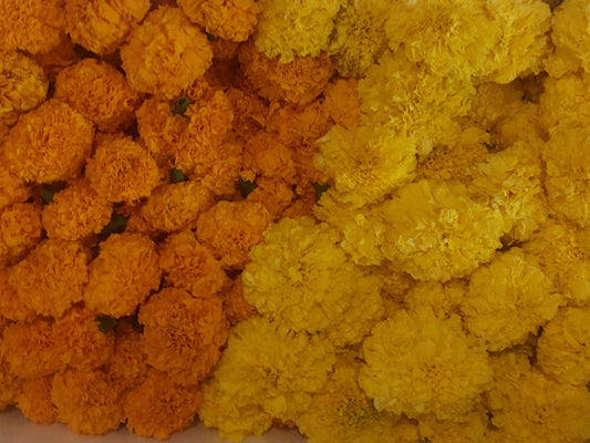 Marigold Flowers